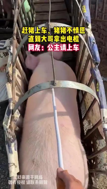 赶猪上车，猪猪不情愿，直到大哥拿出电棍
