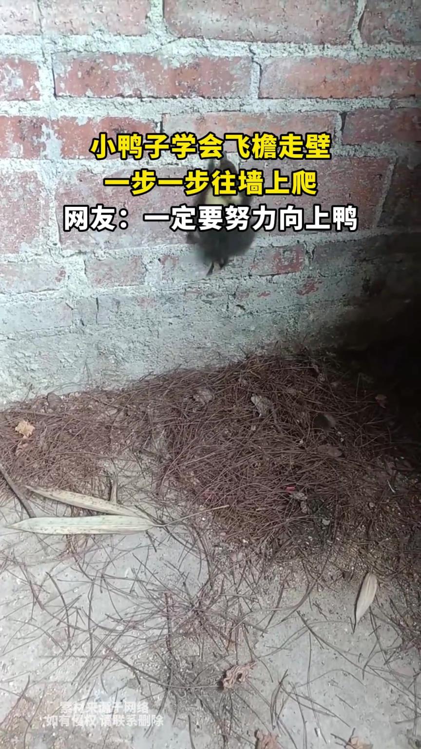 小鸭子学会飞檐走壁，一步一步往墙上爬，网友：一定要努力向上鸭