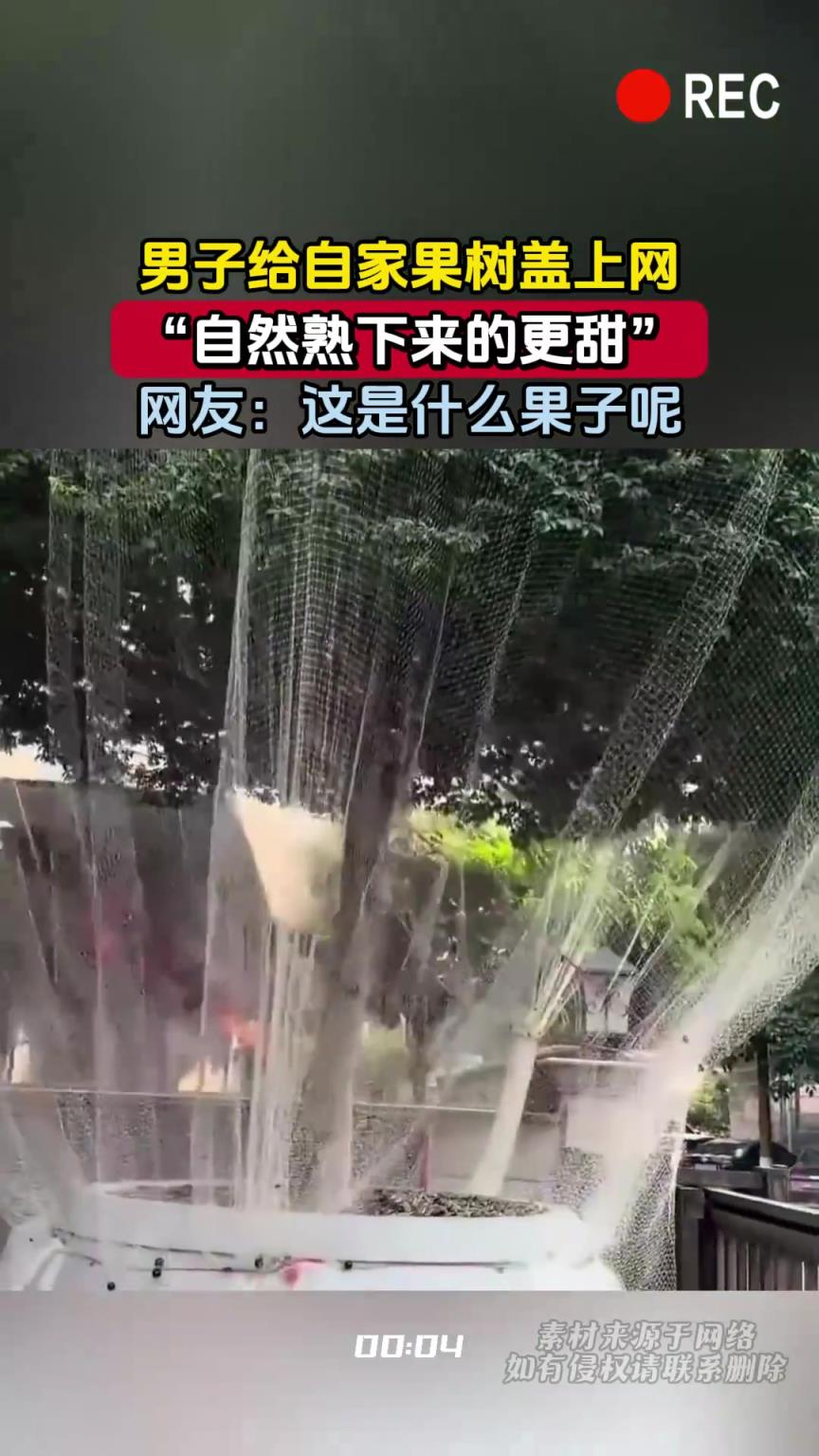 男子给自家果树盖上网，“自然熟下来的更甜”，网友：这什么果子