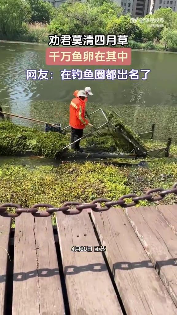 劝君莫清四月草，千万鱼卵在其中