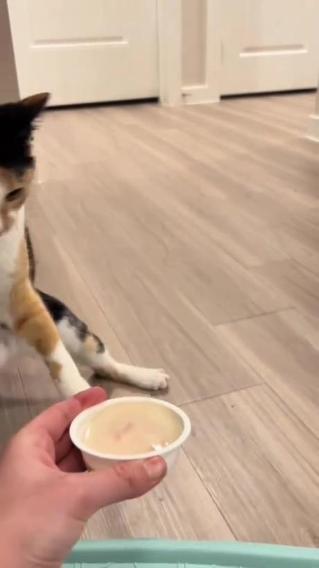 猫咪摇头晃脑的吃饭