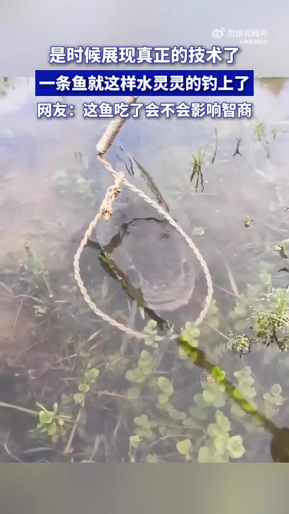 一条鱼就这样水灵灵的钓上了
