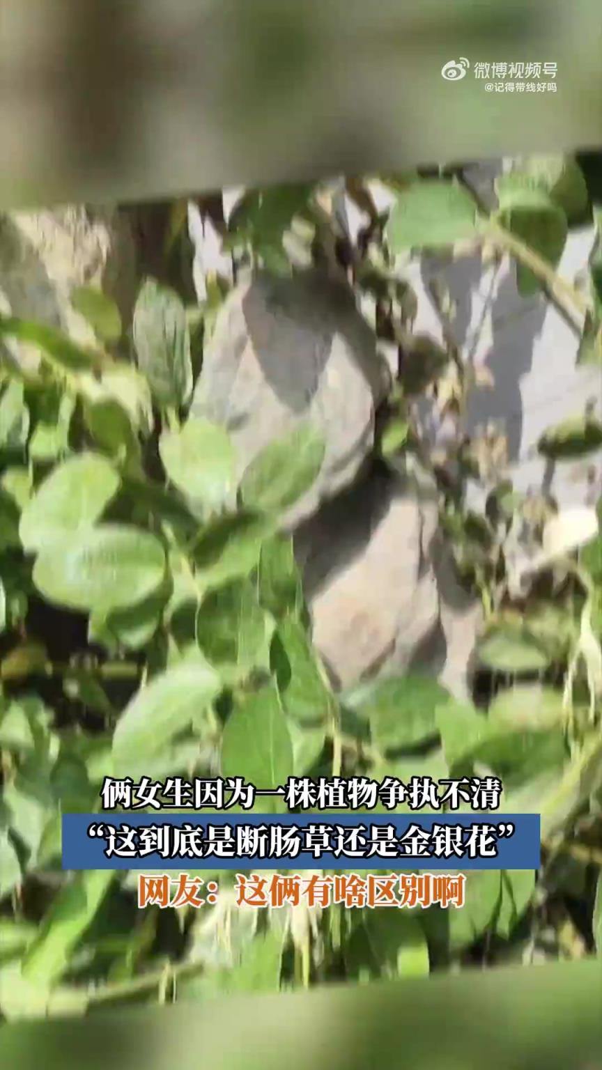 俩女生因为一株植物争执不清，“这到底是断肠草还是金银花”
