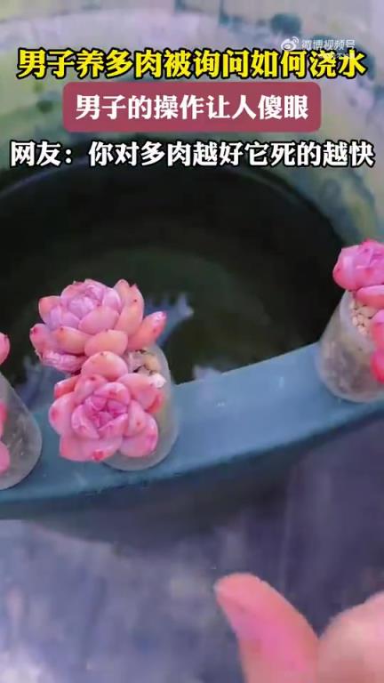 男子养多肉被问浇水方法，其操作令人瞠目