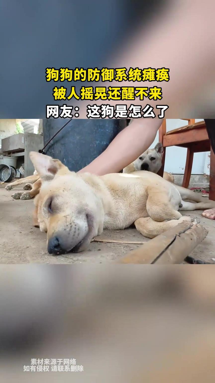 狗狗的防御系统瘫痪，被人摇晃还醒不来，网友：这狗是怎么了