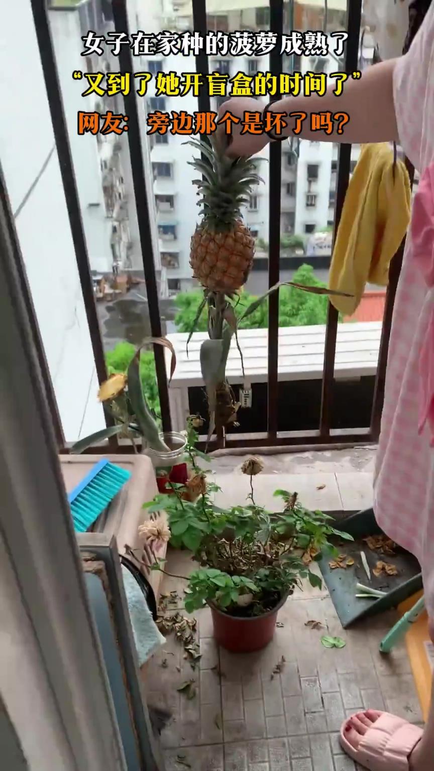 女子在家种的菠萝成熟了，“又到了她开盲盒的时间了”