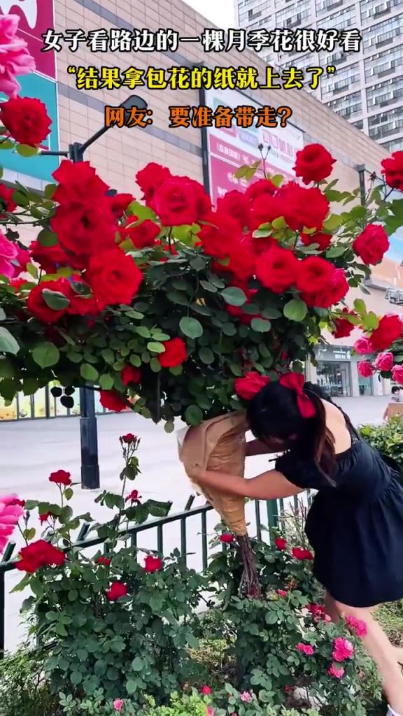 女子看路边的一棵月季花很好看，“结果拿包花的纸就上去了”