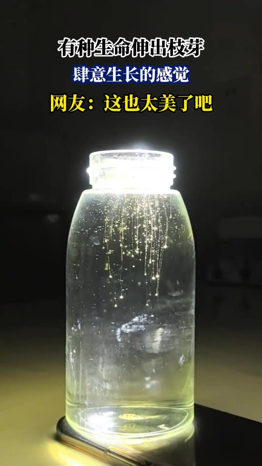 有种生命伸出枝芽，肆意生长的感觉，网友：这也太美了吧