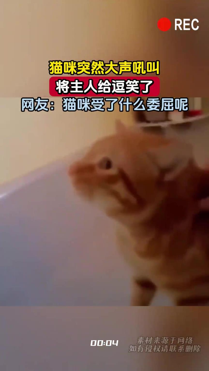 猫咪突然大声吼叫，将主人给逗笑了，网友：猫咪受了什么委屈呢