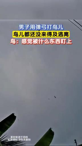 男子用弹弓打鸟儿，鸟儿都还没来得及逃离