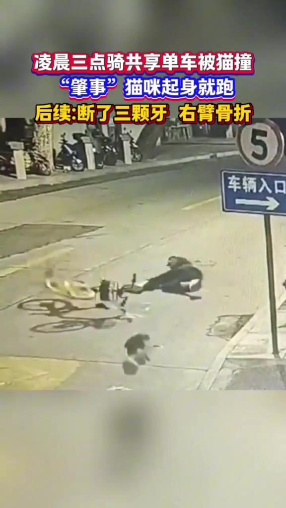 猫竟然给自行车来个过肩摔。
