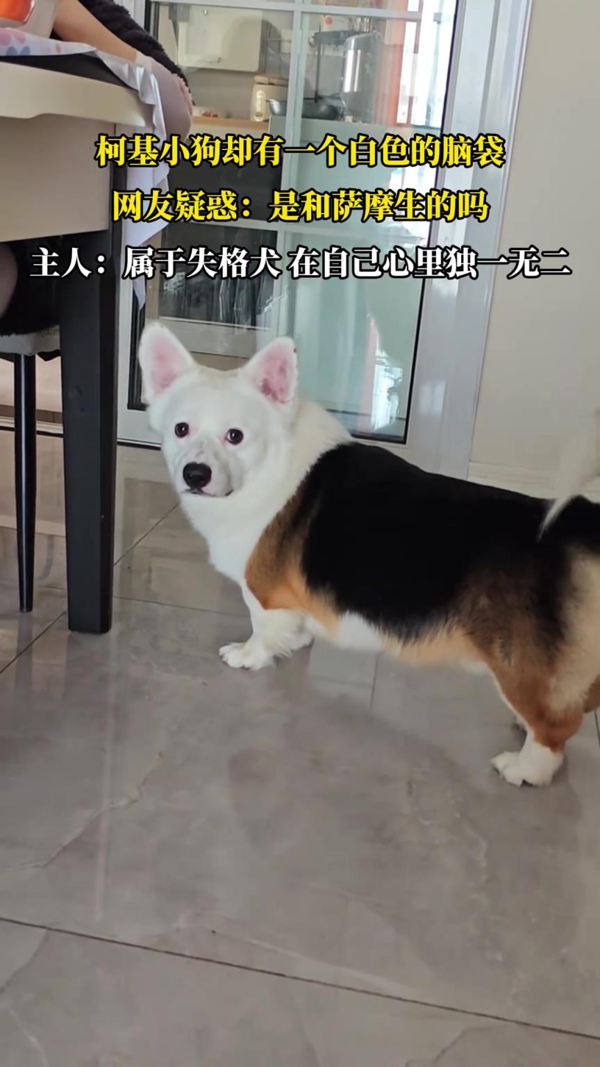 柯基有一个白色的脑袋，主人：属于失格犬，在自己心里独一无二