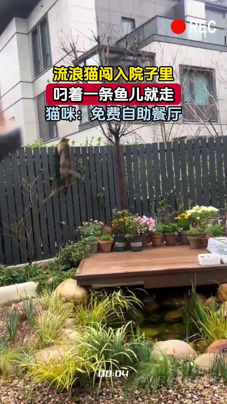 流浪猫闯入院子里，叼着一条鱼儿就走，猫咪：免费自助餐厅