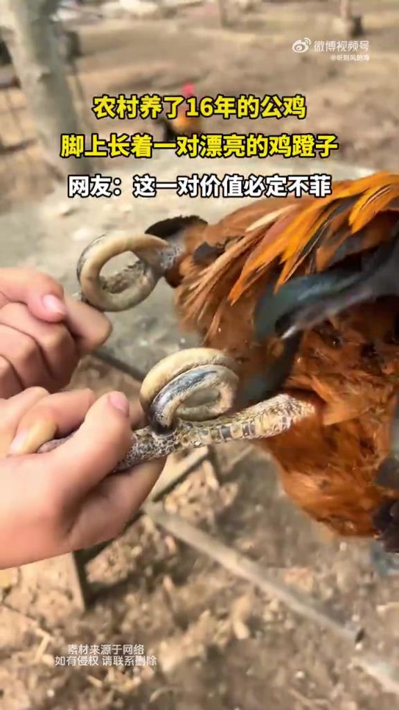 农村养了16年的公鸡，脚上长着一对漂亮的鸡蹬子！