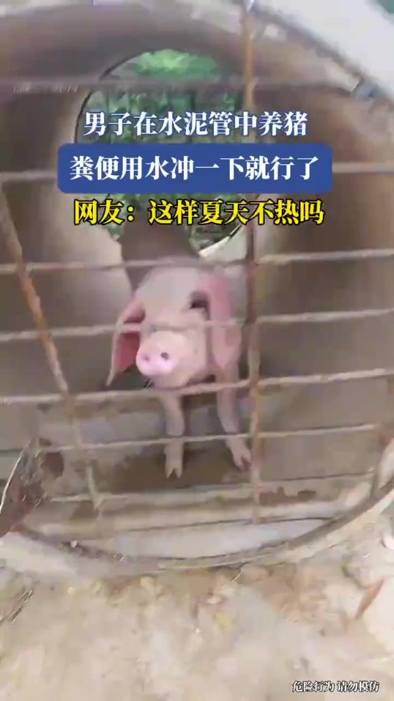 哎呀妈呀，这办法老好了！水泥管养猪，用水一冲就干净，真是机智