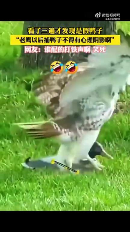 看了三遍才发现是假的：老鹰捕猎鸭子的“离奇”场景
