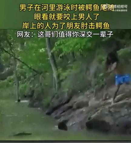 男子游泳遭鳄鱼尾随，岸上朋友跳下肘击引网友点赞