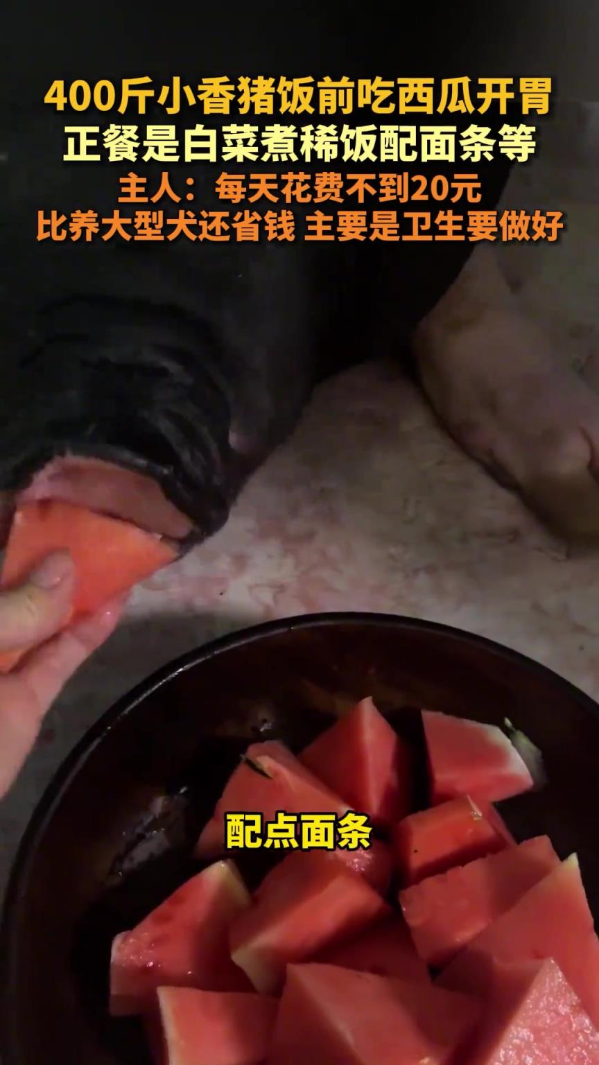 400斤小香猪饭前吃西瓜开胃，正餐是白菜煮稀饭配面条等