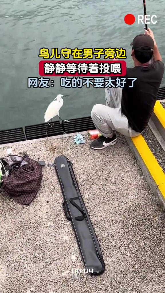 鸟儿守在男子旁边，静静等待着投喂，网友：吃的不要太好了