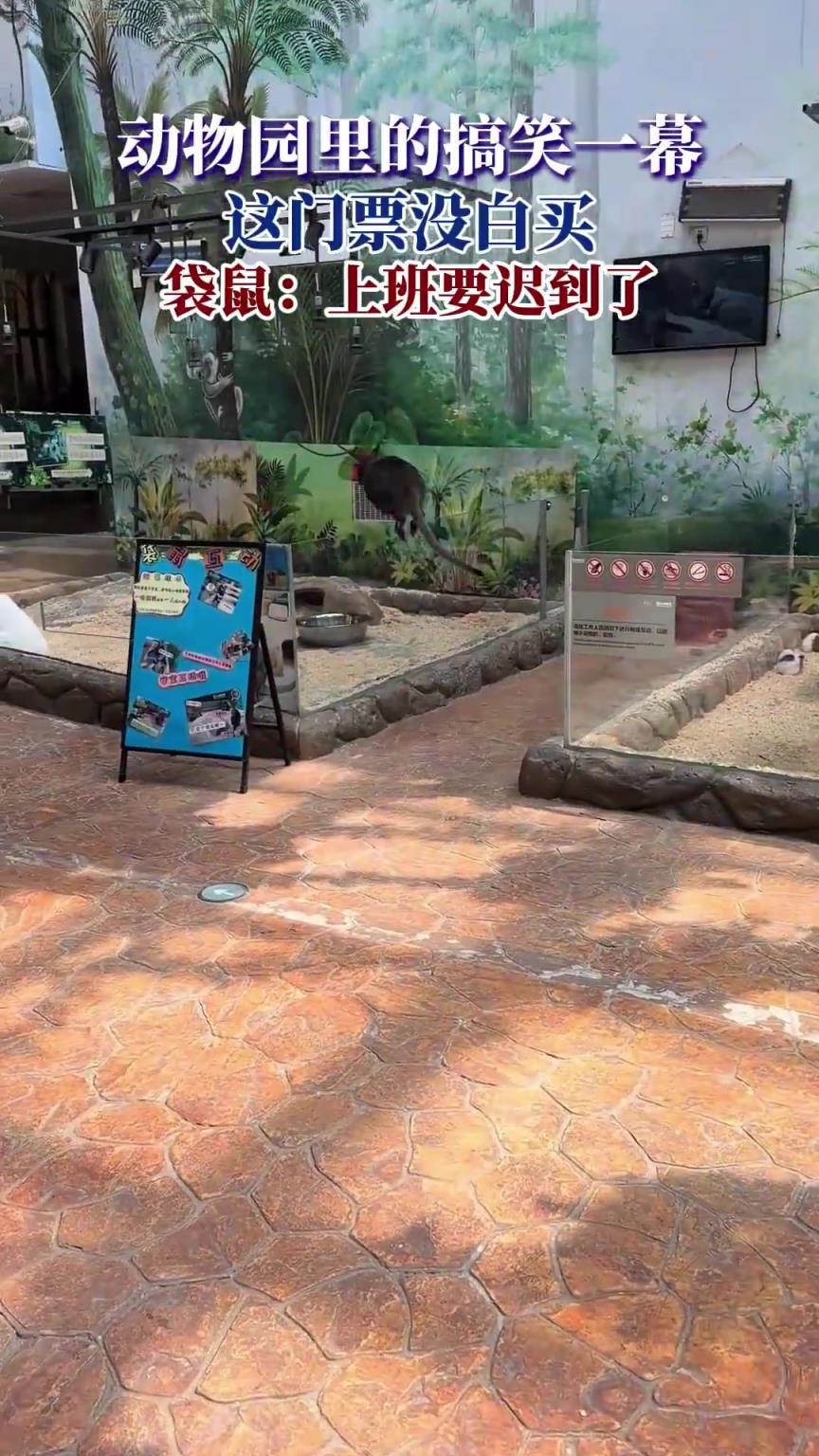 动物园里的搞笑一幕，这门票没白买，袋鼠：上班要迟到了