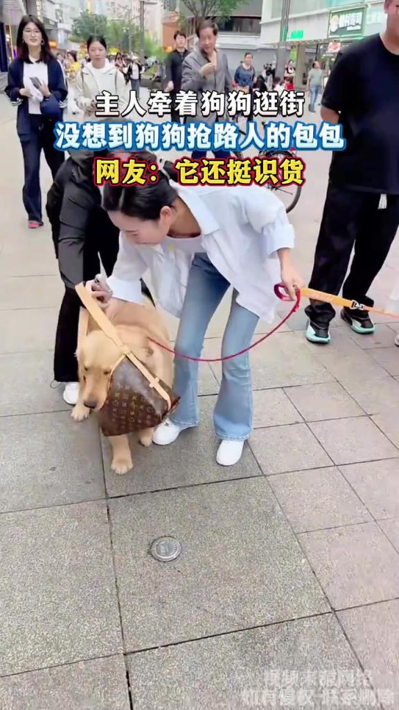 主人牵着狗狗逛街 没想到狗狗抢路人的包包