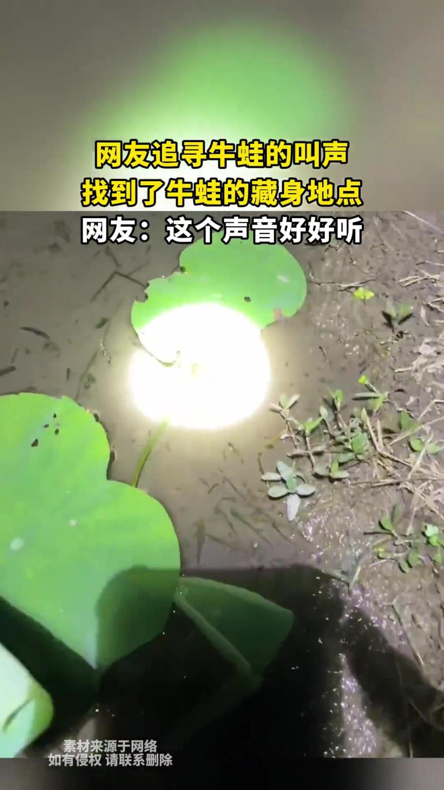 网友追寻牛蛙的叫声，找到了牛蛙的藏身地点