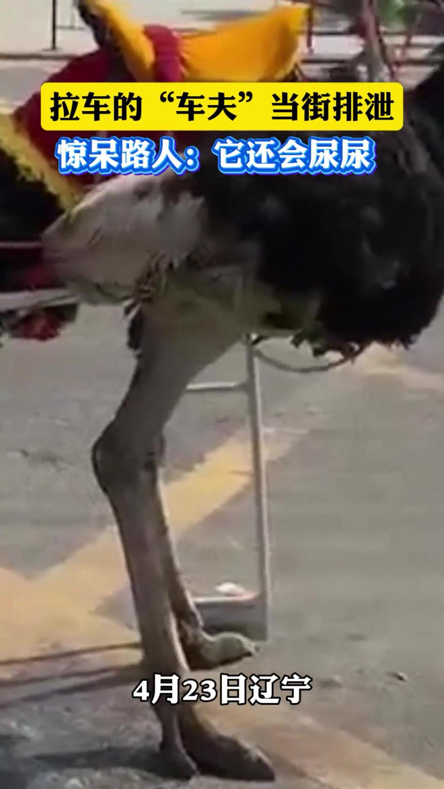 拉车的车夫当街排泄
