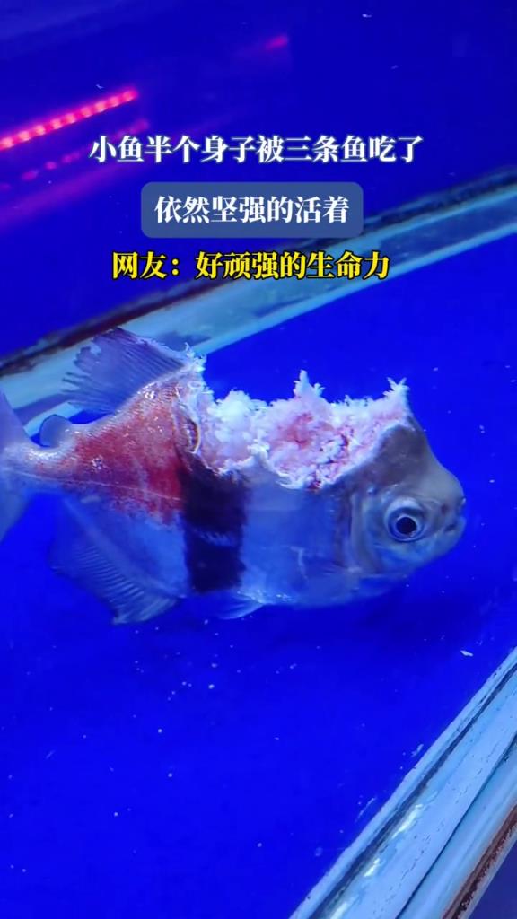 小鱼半个身子被三条鱼吃了,依然坚强的活着!!!