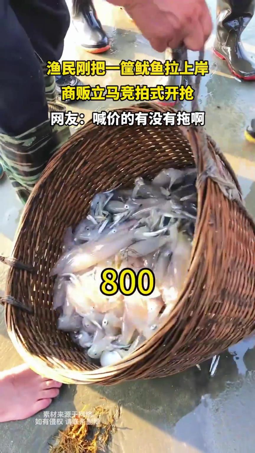 渔民刚把一筐鱿鱼拉上岸，商贩立马竞拍式开抢