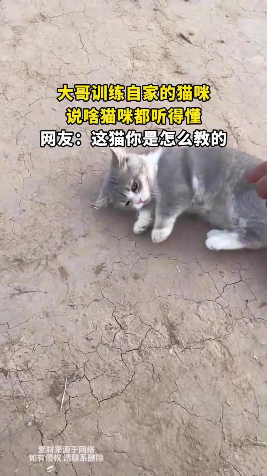 大哥训练自家的猫咪，说啥猫咪都听得懂，网友：这猫你是怎么教的