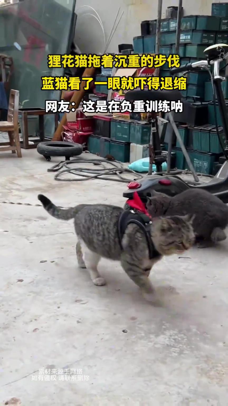 狸花猫拖着沉重的步伐，蓝猫看了一眼就吓得退缩