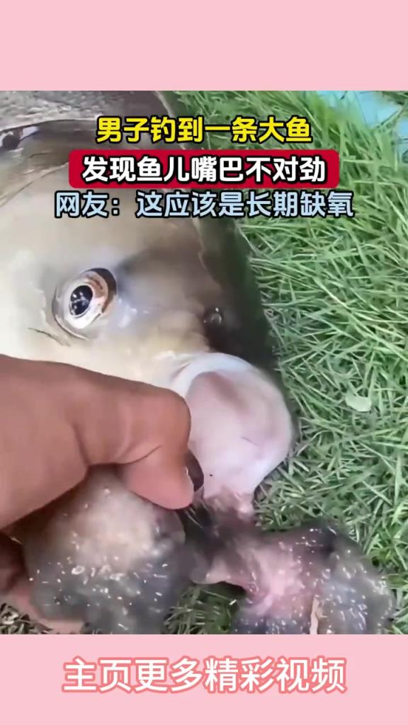 男子钓到一条大鱼,发现鱼儿嘴巴不对劲!!!