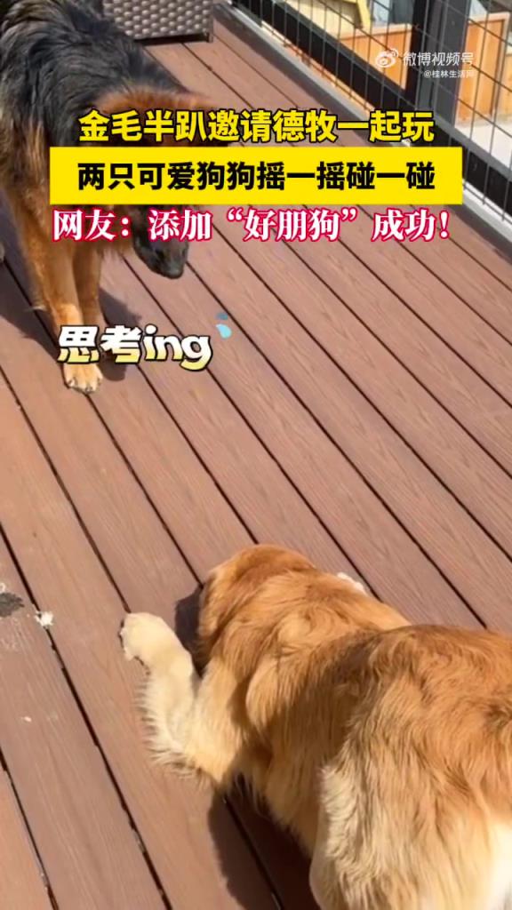 两只狗狗碰一碰摇一摇请求添加好友