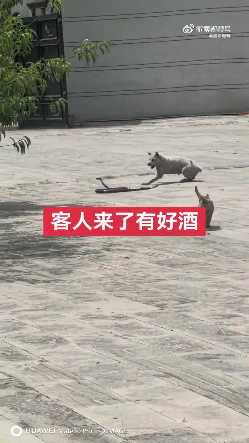 狗子与蛇大战，貌似还是条毒蛇！！