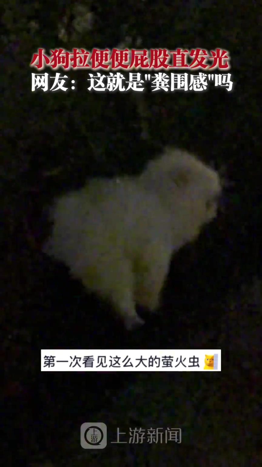 小狗拉便便屁股直发光 ，这就是“粪围感”吗