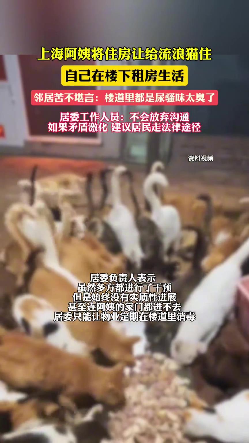 上海阿姨将住房让给流浪猫住，自己在楼下租房生活