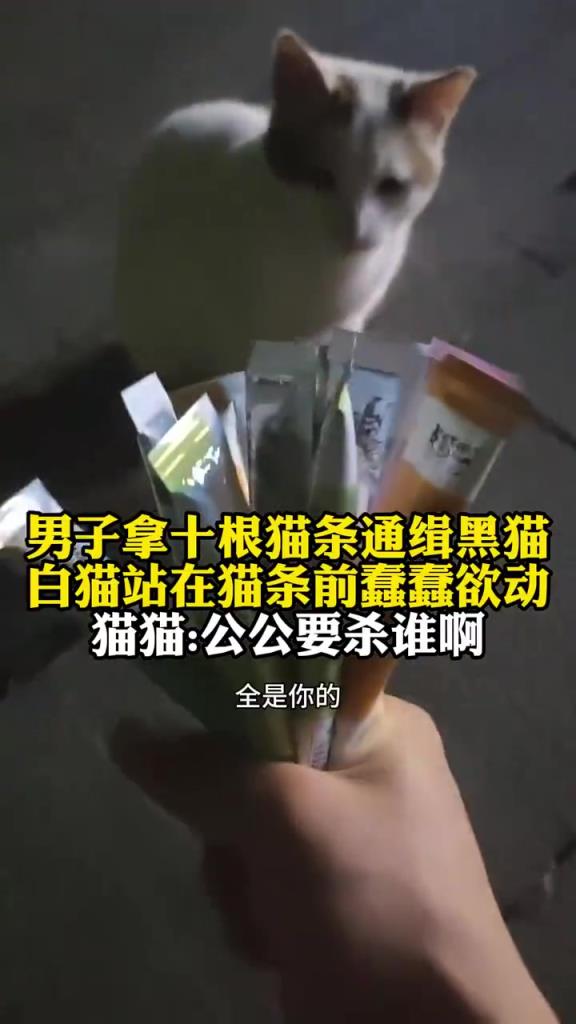 男子十根猫条 “通缉” 黑猫，白猫眼馋站旁边