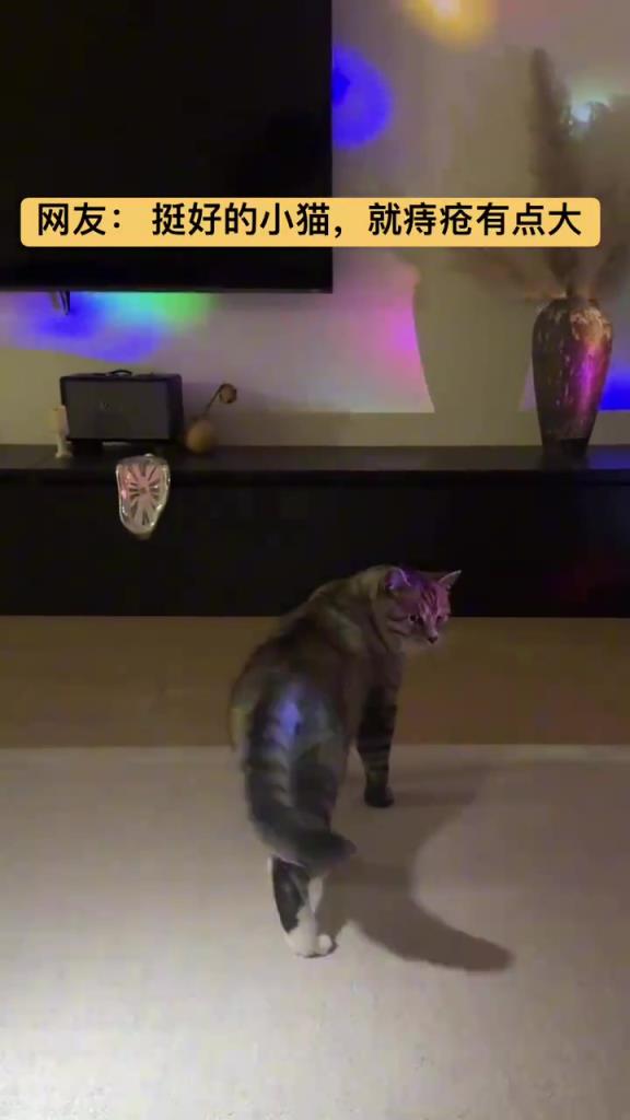 网友：挺好的小猫，就是像直升机！