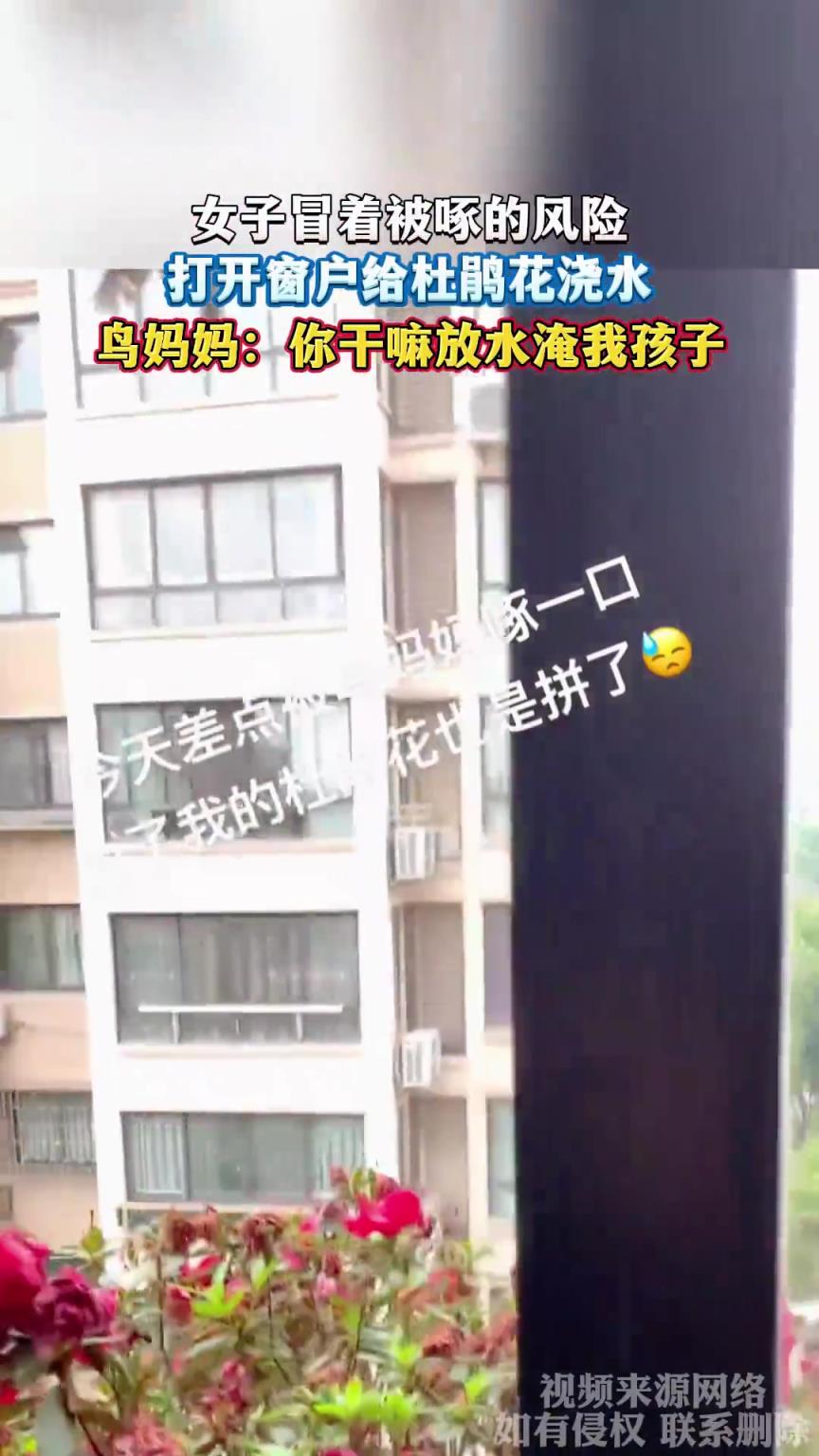 女子冒著被啄的風(fēng)險，打開窗戶給杜鵑花澆水