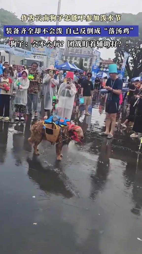 云南狗子怎能不參加潑水節(jié)，裝備齊全卻不會(huì)潑，自己反倒成落湯雞
