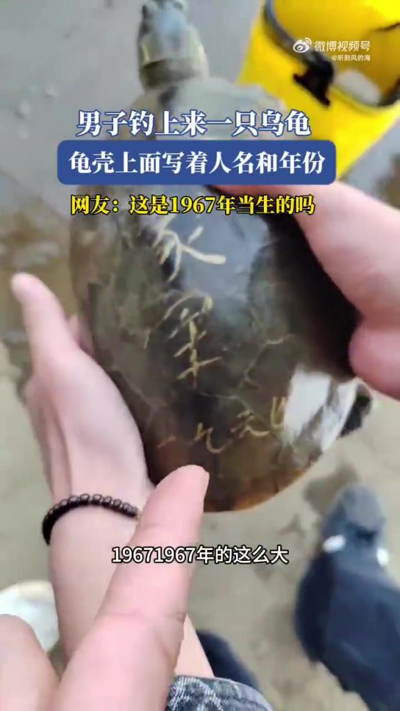 男子钓上来一只乌龟，龟壳上面写着人名和年份！