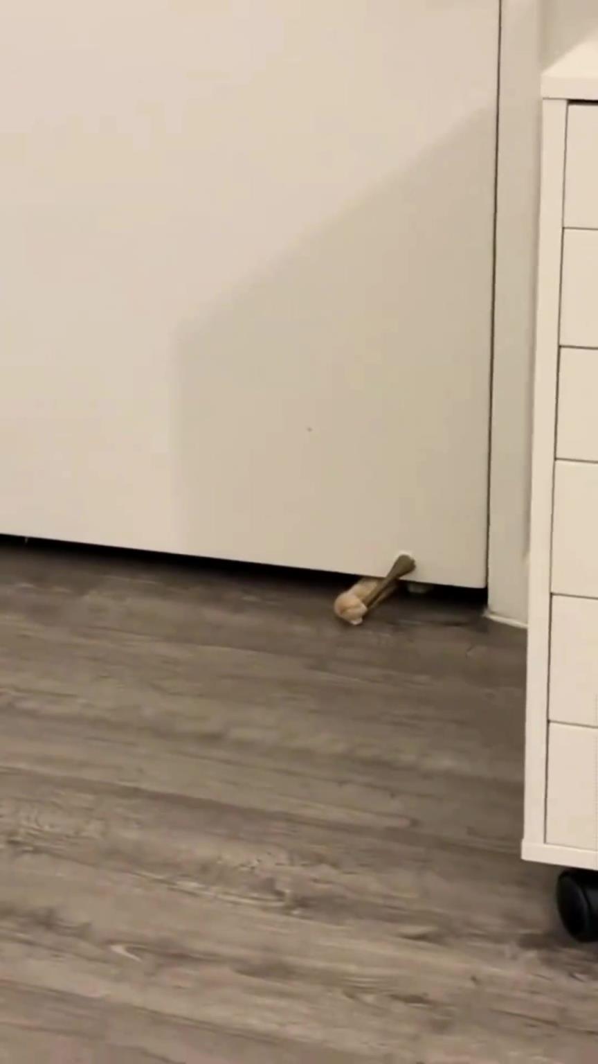 猫咪每天的叫醒服务！它是怎么发现这这么玩的