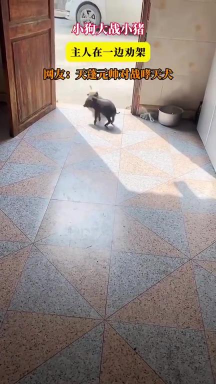 小狗大战小猪，主人在一边劝架，网友：天蓬元帅对战哮天犬