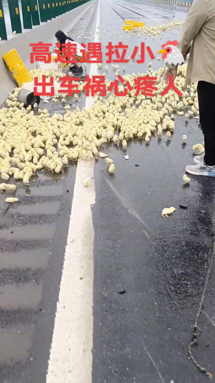 女老板高速拉小鸡车祸，看这一地也太心疼了！