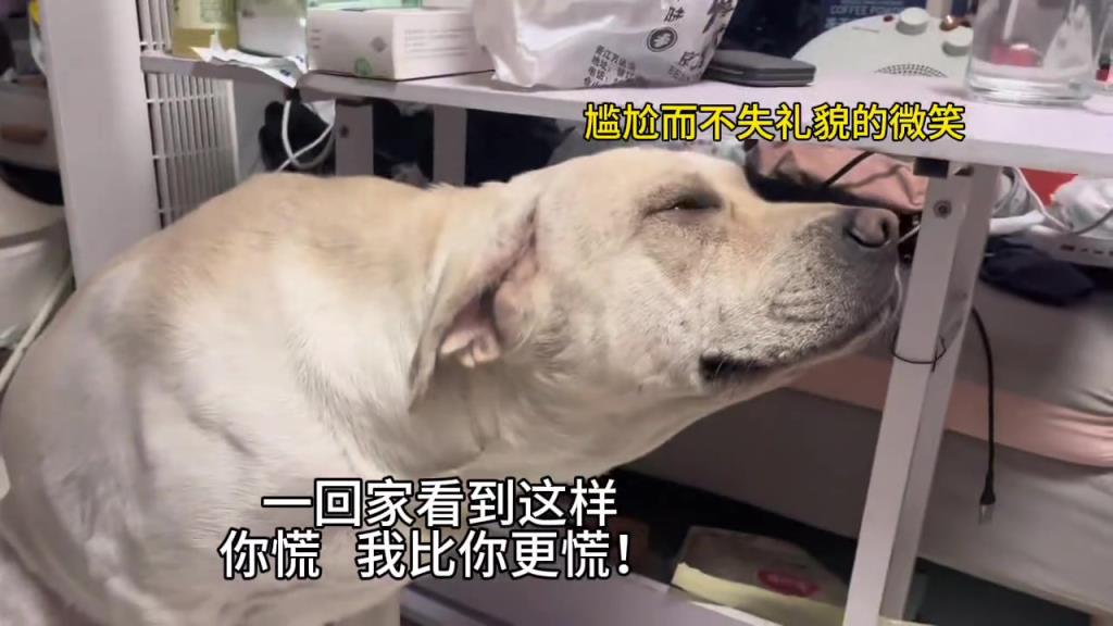 一回家看到这样？人比狗还慌！！！