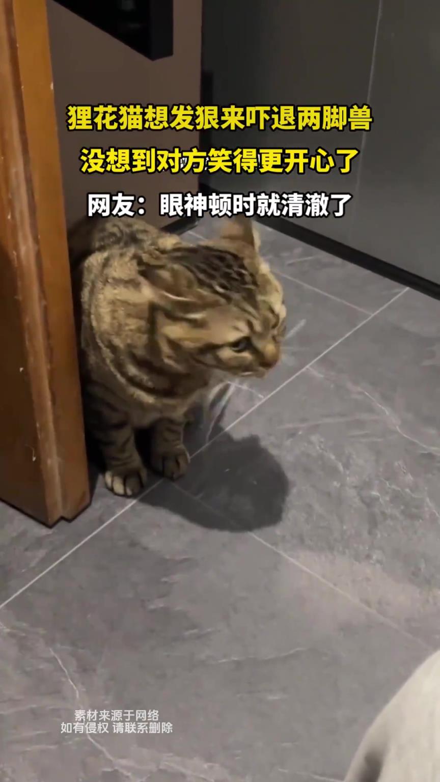 狸花猫想发狠来吓退两脚兽，没想到对方笑得更开心了