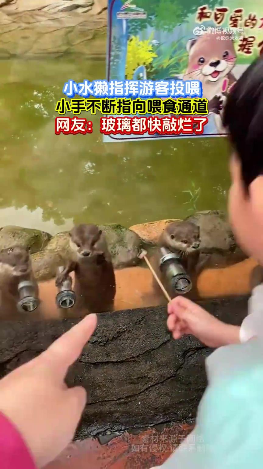 小水獭指挥游客投喂，不断指向喂食通道，网友：玻璃都快敲烂了