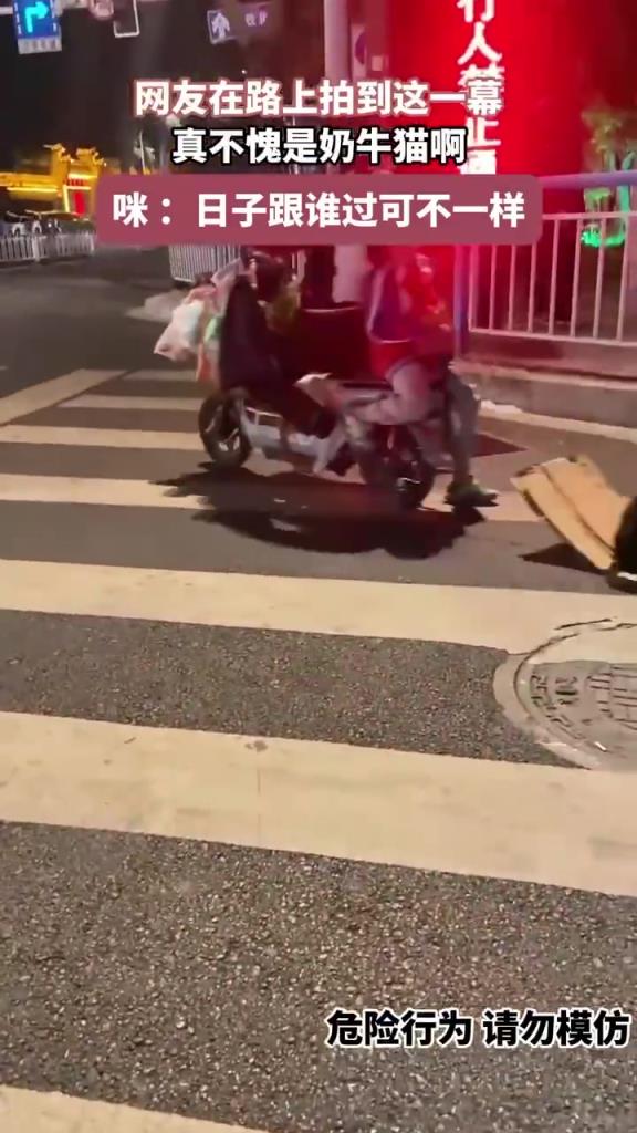 这活力满满的样子，不愧是猫中哈士奇！尾巴都要摇出残影啦~