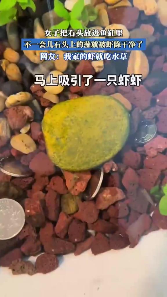 女子把石头放进鱼缸里，不一会儿石头上的藻就被虾除干净了