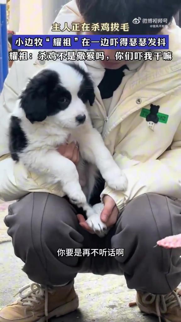 主人正在杀鸡拔毛，小边牧“耀祖”在一边吓得瑟瑟发抖！